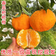 蘇藝緣春見(jiàn)耙耙柑樹(shù)苗桔子苗盆栽地栽庭院南方北方種植橘子樹(shù)苗當年結果 12年苗結果一家吃不完