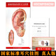 新國家標準耳穴掛圖真人版 中國中醫藥出版社