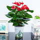 小冤家紅掌盆栽綠植物四季開(kāi)花觀(guān)賞綠植土養辦公室內客廳紅掌吸水懶人盆