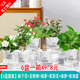 綠有意綠植盆栽多肉花卉盆栽植物室內(nèi)桌面水培綠植辦公室客廳植物懶人 6盆超值】綠蘿組合裝+肥