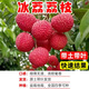 荔枝苗果樹(shù)苗桂味糯米糍妃子笑無(wú)核荔枝樹(shù)苗南北方種植 當年結果 冰荔荔枝 兩年苗 高度【60-70cm】