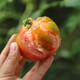 密之藍(lán)天新鮮蔬菜水果番茄自然熟西紅柿現(xiàn)摘發(fā)貨 1500g