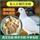 煙雨澗農(nóng)家原糧散養(yǎng)野二代土鴿子老鴿子現(xiàn)殺冷鏈煲湯烤乳鴿 5只裝鴿子肉 5只裝2.6-3.1斤