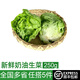 綠食者 新鮮奶油生菜250g 西餐沙拉蔬菜 新鮮蔬菜 健康輕食食材