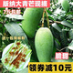 云南生吃芒泰國牙芒小青芒酸芒四季水果孕婦新鮮當季現(xiàn)采摘芒果越 3斤
