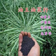 農科院首推穩產(chǎn)油菜種子原裝高油矮桿抗倒新優(yōu)雜交油菜花種籽子 【505克-凈1斤高油王精裝/1畝地