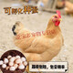 芊姹三黃雞種蛋受精蛋可孵化小雞純種大型土雞蛋破損包賠包受精率 種蛋10枚
