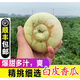 【順豐】農(nóng)家現(xiàn)摘新鮮小香瓜甜瓜綠寶白梨瓜當季水果脆甜 5斤 順豐快遞