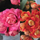 中夢  長壽花重瓣大花鮮花家用家養(yǎng)花卉室內(nèi) 驚艷+金狐貍 含原盆