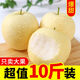 融暖（RONGNUAN）【現(xiàn)貨】正宗河北皇冠梨薄皮10斤雪梨碭山梨大果新鮮應(yīng)季水果 5斤帶箱重【大果】精選裝