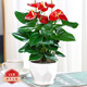 花財(cái)主紅掌盆栽植物室內(nèi)花卉綠植好養(yǎng)土培一帆風(fēng)順大盆好養(yǎng)活四季常青 紅掌【菱形陶瓷盆】 栽好發(fā)貨