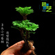 馨音吸水石植物苔蘚卷柏附石菖蒲盆景假山水陸缸雨林造景專(zhuān)用綠植 綠色 小葉卷柏3頭一棵 不含盆