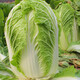 壽禾 大白菜種子大全秋季籽娃娃菜山東蔬菜四季播天津青麻葉菜籽 義和秋白菜種子10g 2袋