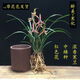 玫絢細(xì)葉寒蘭 國(guó)畫(huà)之美蘭花苗 寒妃  開(kāi)花濃香 8苗 帶黑色軟袋盆土