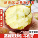 2025粉面沙甜陜西老樹(shù)秦冠蘋(píng)果新鮮孕婦水果老人寶寶輔食刮泥整箱 凈重【5斤大果】粉面果