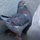 芊姹純種落地王鴿子活物一對瓦灰種鴿特大型鴿子活體肉鴿觀(guān)賞鴿現貨 黑雨點(diǎn)大體落地王（包下蛋） 成年種鴿一對