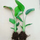 天堂鳥(niǎo)盆栽 室內植物 大型客廳落地喜陰新奇觀(guān)葉綠植 20-30兩棵