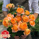 爬藤月季特大季盆栽地載花苗庭院藤本植物歐月薔薇玫瑰果汁陽臺藍色風暴粉龍 果汁陽臺【不爬藤】