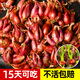 大禹四季紅蔥頭種子香蔥根苗小蔥苗秧子種頭火蔥頭老品種秋季蔬菜籽 紅蔥頭小香蔥種子2斤+2包肥