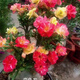十色沙漠玫瑰十年以上特大老樁四季開(kāi)花多肉植物室內(nèi)陽(yáng)臺(tái)喜陽(yáng)綠植 變色龍十五年樁帶花苞粗14-17CM 帶盆栽好