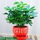 種花迷八方來(lái)財鴨腳木四季常青辦公室內陽(yáng)臺綠植盆栽花卉發(fā)財樹(shù)苗招財樹(shù) 八方來(lái)財一盆四顆【紅福陶瓷盆】 含盆