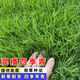 昂景進(jìn)口草坪種子草籽四季種植免修剪耐寒耐旱工程綠化矮生庭院草種籽 混播四季青種子1斤
