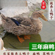 湘明有絮微山湖麻鴨 3年老鴨 放養鴨子農家放養土鴨子 笨鴨老鴨子 2只 3斤/只