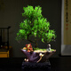 自然空間赤楠盆栽室內(nèi)綠植盆景 蓮歸紫砂造型赤楠+155座+小和尚 源頭直發(fā)