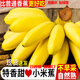 集年鮮廣西小米蕉 軟糯香甜當季現(xiàn)摘現(xiàn)發(fā)熱帶新鮮水果整箱丑拇指萌香蕉 凈重9斤優(yōu)先
