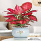 富貴紅如意皇后室內盆栽植物凈化空氣開(kāi)業(yè)喬遷吉利綠植好養盆景 富貴紅+藍荷韻盆+底托 帶盆栽好