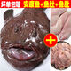 臻鮮蓓 特大號(hào)安康魚(yú)鮮活速凍大丑魚(yú)大嘴魚(yú)鮟鱇魚(yú)新鮮海鮮生鮮水產(chǎn)一箱 3斤安康魚(yú)