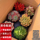 兩腿跑【送貨上門】教師節(jié)多肉植物帶盆桌面盆栽組合綠植花卉幼兒園盆栽 6盆多頭(9cm原盆栽好)