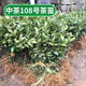 正宗茶葉苗龍井茶樹(shù)苗綠茶苗鐵觀(guān)音茶苗白茶樹(shù)苗毛尖茶苗早茶苗 中茶108茶苗 4年苗（10顆裝）