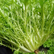 壽禾苦菊種子苦苣生菜農(nóng)家陽臺盆栽四季播蔬菜秋冬季菜籽 荷蘭天秀苦苣種子15g（5gx3包）