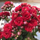 中夢  長壽花重瓣大花鮮花家用家養(yǎng)花卉室內(nèi) 紅狐貍 含原盆