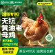 蛋鮮森谷飼無(wú)抗童子雞黃油老母雞月子燉煲湯清蒸白切燒烤現(xiàn)殺生鮮食材 1kg 無(wú)抗黃油老母雞*1