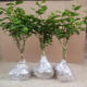 秋穎橫縣重瓣茉莉花盆栽四季綠植花卉老樹(shù)樁花苗室內好養的花開(kāi)花不斷 精選單桿茉莉花1棵 不含盆