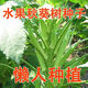 【秋葵種子】四季播種黃秋葵籽農家陽(yáng)臺庭院蔬菜種子秋葵新鮮 秋葵種子【今年新種到啦】 精選優(yōu)品80粒+90%發(fā)芽率