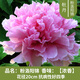 寶御安名貴牡丹花苗大苗重瓣大花苞洛陽(yáng)紅黑牡丹庭院陽(yáng)臺觀(guān)賞牡丹花樹(shù)苗 粉洛【10-15分枝 10年老樁大苗】 不含盆