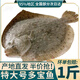 新食道多寶魚(yú)【大規格】 新鮮活凍比目魚(yú) 精選海捕海鮮水產(chǎn) 3條（600g左右/條）