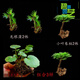 馨音吸水石植物苔蘚卷柏附石菖蒲盆景假山水陸缸雨林造景專用綠植 套餐組合4 不含盆