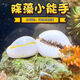 觀賞螺除綠藻金環(huán)寶螺海螺角蠑螺牛眼螺凈化海缸吃藻紫底星螺 金寶螺和紫底螺各2個(gè)