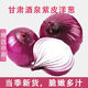 格沃斯（GEWOSI）甘肅酒泉紫皮洋蔥新鮮紅皮圓蔥蔥頭5斤帶箱當(dāng)季農(nóng)家自種蔬菜 整箱出口級(jí)中果5.5斤 酒泉