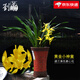 劉閣蘭花 蘭花建蘭四季蘭 黃金小神童 夏帶濃香花苞綠植花卉盆栽綠植好養(yǎng) 4苗連體裸根