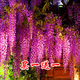 周大闖紫藤（兩棵裝）盆栽爬藤花園開花植物凌霄驅(qū)蚊苗木庭院陽臺爬山虎 紫藤5苗能開花（1.5-2厘米粗）