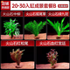 瘋狂水草（FKSC）真水草魚(yú)缸造景套餐凈化水質(zhì)懶人魚(yú)缸水草植物直接入缸蜈蚣草 【火山石】超值成景B適合20-30缸