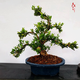 小葉雀舌黃楊粗桿盆景米葉黃楊盆景素材 綠植盆栽 造型雀舌黃楊主干一厘米