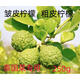 新鮮粗皮檸檬 丑果檸檬 皺皮檸檬 毛里橙泰國菜 馬蜂橙250g 500g