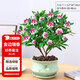 花翁 金邊瑞香（梅青陶瓷盆）室內(nèi)盆栽綠植花卉綠植花期超長(zhǎng)源頭直發(fā)