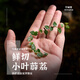 空城里姬虎耳草狼尾蕨薜荔鐵線(xiàn)蕨寶石蘭卷柏微景觀(guān)迷你植物 鮮切小葉薜荔(約10cm，要悶養) 不含盆
